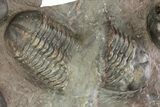 Incredible Plate Of Large Struveaspis Trilobites - Jorf, Morocco #254830-4